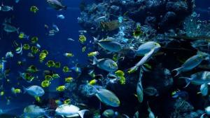 Descubren que unas bacterias marinas hunden el carbono en fondos oceánicos