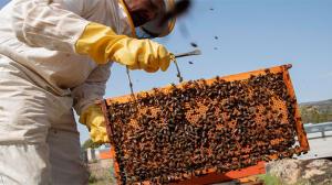 Las abejas melíferas viven hoy la mitad que hace 50 años