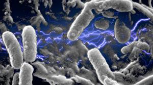 Las microfibras del Mediterráneo son el hogar de cientos de bacterias