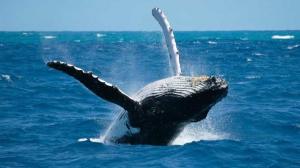 Un estudio destaca el potencial de las ballenas contra calentamiento global
