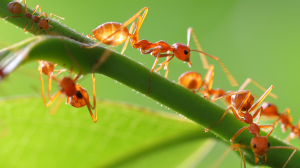 Algunas hormigas no caminan al azar, sino siguiendo patrones como meandros