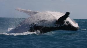 Las ballenas cambian el canto por la lucha para competir por el amor