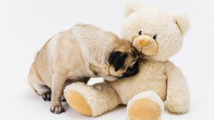 lindo-pug-olfateando-gran-oso-peluche-leonado