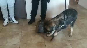 Un perro de la Policía Antinarcóticos ayudó a descubrir a un individuo que transportaba dinero de manera ilícita.