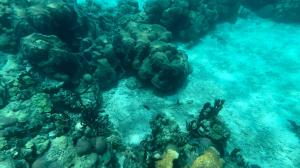 Barrera de coral de colombia