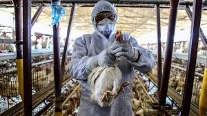 Gripe-aviar-pandemia