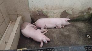 Cerdos fueron decomisados de la cárcel de Santo Domingo.