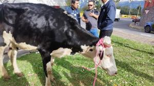 La vaca fue encontrada en una autopista, en Quito.