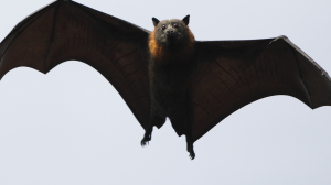Piden analizar a murciélagos para identificar nuevos coronavirus.