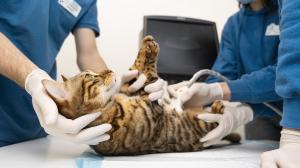 cerrar-doctor-revisando-vientre-gato