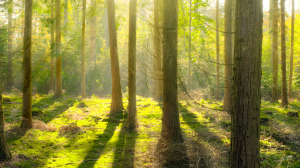 Bosques podrían calentarse demasiado y amenazar la fotosíntesis.