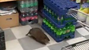 Rata gigante aparece dentro de local cerca de bebidas y alimentos.