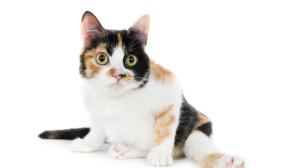 lindo-gato-domestico-discapacitado-peludo-sentado-sobre-superficie-blanca-piernas-abiertas