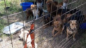 Robo de 23 perros en Conocoto