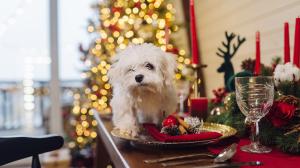 pequeno-terrier-blanco-mesa-decorativa-navidad-vista-cercana