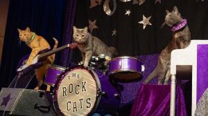 Los integrantes de The Rock Cats en un concierto.