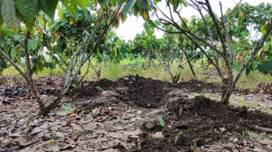 Entre estas plantas de cacao estaban enterradas las féminas.