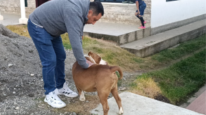 El perrito pitbul fue atacado con un machete, en Loja.