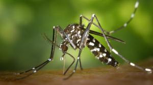 En época invernal hay que protegerse de los mosquitos.