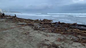 Varias playas de Manabí registraron gran cantidad de palizada.