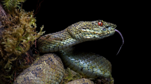 Las serpientes están en peligro de extinción si no se protege su hábitat.