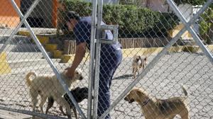 ataques de perros Quito