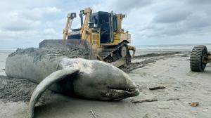 La ballena apareció muerta en esta playa de Esmeraldas.