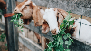 Nueves personas han sido sancionadas por la venta ilegal de leche de cabra.