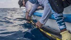 Galápagos expedición de Greeenpeace con tiburón marillo liso.jpg