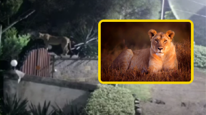 Las autoridades investigan cómo escapó la leona de su refugio.