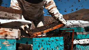 Imagen referencial. Tres colonias de abejas habitaban ese hogar.