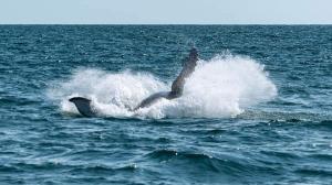 Ya se puede apreciar el avistamiento de ballenas en Ayangue.