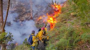 Animales fueron víctimas de una incendio forestal en Quilanga.