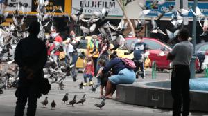 palomas en la plaza Rocafuerta