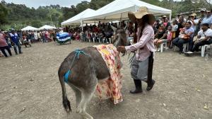 La asna La Pelucona desfiló en el concurso con un hilo azul.