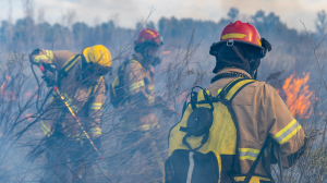 Referencial. Incendio forestal.