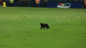 Emelec gato negro