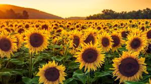 Referencial. Girasoles.