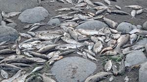 Peces muertos en el río Esmeraldas.