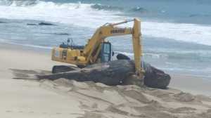 La ballena medía aproximadamente 11 metros de longitud.