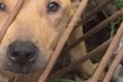 En el tradicional festival de carne de perro, los animales están listos para ser cocinados.