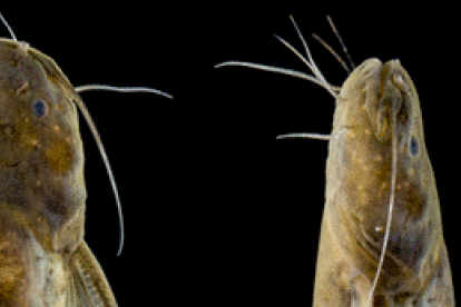 La nueva especie resalta por sus características físicas.