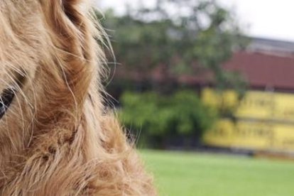 Coloso, la mascota más famoso del Ecuador.