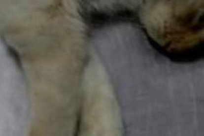 El gatito llegó a la veterinaria en estado grave.