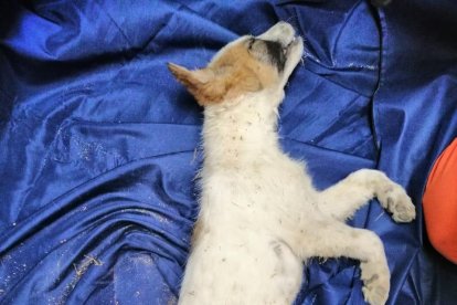 Rabito murió a los pocos minutos de ser rescatado.