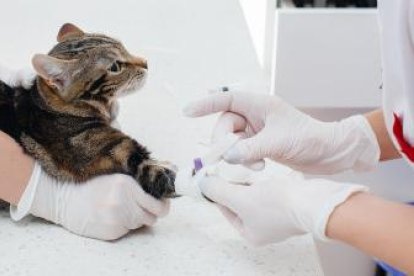 Imagen referencial. El felino y sus dueños se lograron recuperar.