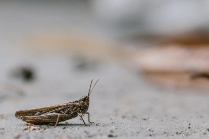  Referencial. Con las garúas de los últimos días en Guayaquil, los espacios públicos y privados, calles, parques, escuelas han sido ya invadidos por los grillos. 