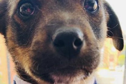 Esta hermosa foto muestra cómo Vicente esperaba a su primer dueño, quien canceló la adopción.