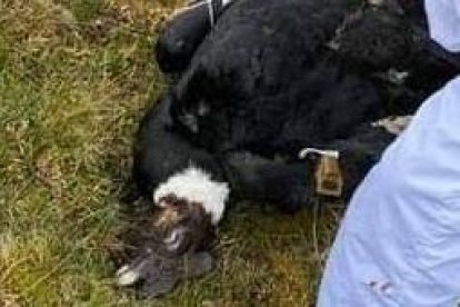 El ave murió por una extrema debilidad causada por la falta de alimento.