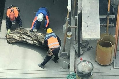 El tronco fue colocado dentro de la construcción.